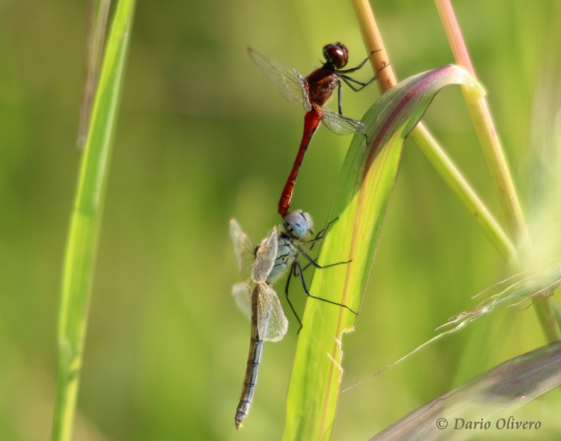 Scheda: Sympetrum fonscolombii